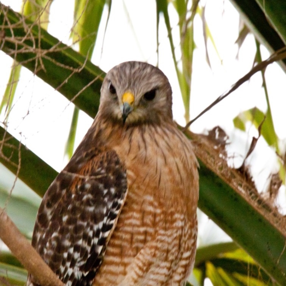 Matia’s listing information